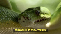 盘成一团来休息的生肖,探寻盘成一团休息的生肖心理与象征意义”