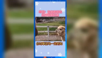 娱乐吃瓜群众歌曲有哪些,盘点那些引发热议的流行曲目